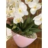 Orchidea asztali dísz